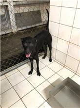 【待認養】混種犬 狗 (女生) - 新北市八里區公立動物之家