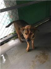 【待認養】混種犬 狗 (男生) - 新北市五股區公立動物之家