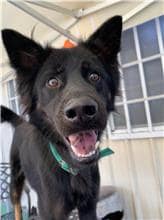 【待認養】混種犬 狗 (男生) - 屏東縣公立犬貓中途之家