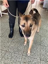 【待認養】混種犬 狗 (男生) - 桃園市動物保護教育園區