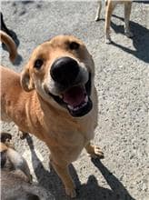 【待認養】混種犬 狗 (男生) - 屏東縣公立犬貓中途之家