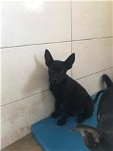 【待認養】混種犬 狗 (男生) - 金門縣動物收容中心