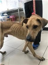 【待認養】混種犬 狗 (男生) - 新北市八里區公立動物之家