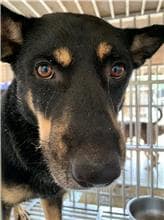 【待認養】混種犬 狗 (男生) - 澎湖縣流浪動物收容中心