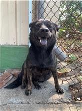 【待認養】混種犬 狗 (女生) - 屏東縣公立犬貓中途之家