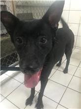 【待認養】混種犬 狗 (女生) - 新北市八里區公立動物之家