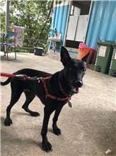 【待認養】混種犬 狗 (女生) - 新北市五股區公立動物之家