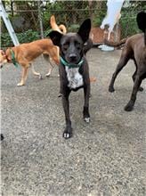 【待認養】混種犬 狗 (女生) - 屏東縣公立犬貓中途之家