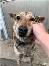 【待認養】混種犬 狗 (男生) - 屏東縣公立犬貓中途之家