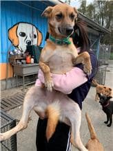 【待認養】混種犬 狗 (女生) - 屏東縣公立犬貓中途之家