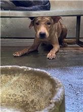 【待認養】混種犬 狗 (男生) - 彰化縣流浪狗中途之家