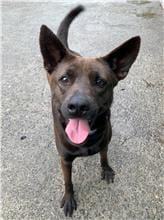 【待認養】混種犬 狗 (女生) - 屏東縣公立犬貓中途之家