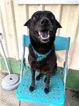 【待認養】混種犬 狗 (女生) - 屏東縣公立犬貓中途之家