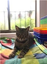 【待認養】混種貓 貓 (男生) - 新北市八里區公立動物之家