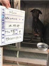 【待認養】混種犬 狗 (女生) - 雲林縣流浪動物收容所