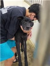 【待認養】混種犬 狗 (男生) - 澎湖縣流浪動物收容中心