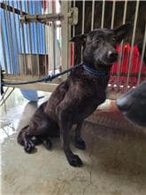 【待認養】混種犬 狗 (女生) - 新北市新店區公立動物之家