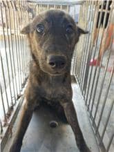【待認養】混種犬 狗 (女生) - 澎湖縣流浪動物收容中心