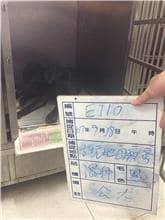 【待認養】混種犬 狗 (男生) - 雲林縣流浪動物收容所