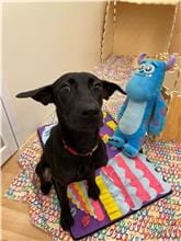 【待認養】混種犬 狗 (女生) - 臺北市動物之家