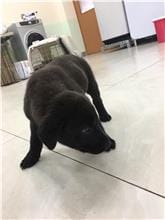 【待認養】混種犬 狗 (男生) - 金門縣動物收容中心