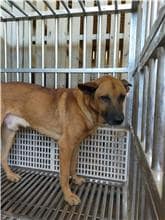 【待認養】混種犬 狗 (男生) - 澎湖縣流浪動物收容中心