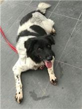 【待認養】混種犬 狗 (男生) - 南投縣公立動物收容所