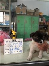 【待認養】混種犬 狗 (女生) - 雲林縣流浪動物收容所