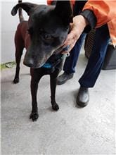 【待認養】混種犬 狗 (男生) - 新北市五股區公立動物之家