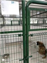 【待認養】混種犬 狗 (女生) - 連江縣流浪犬收容中心