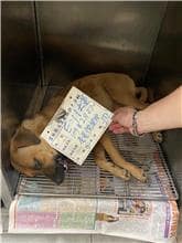【待認養】混種犬 狗 (女生) - 雲林縣流浪動物收容所