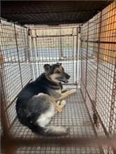 【待認養】混種犬 狗 (男生) - 澎湖縣流浪動物收容中心