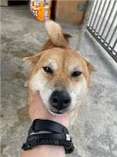 【待認養】柴犬 狗 (女生) - 澎湖縣流浪動物收容中心