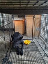 【待認養】混種犬 狗 (男生) - 澎湖縣流浪動物收容中心