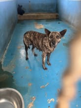 【待認養】混種犬 狗 (女生) - 苗栗縣動物保護教育園區