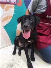 【待認養】混種犬 狗 (女生) - 新北市新店區公立動物之家