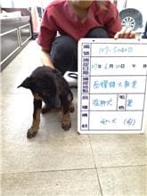 【待認養】混種犬 狗 (女生) - 雲林縣流浪動物收容所