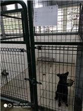 【待認養】混種犬 狗 (女生) - 連江縣流浪犬收容中心