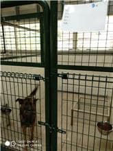 【待認養】混種犬 狗 (女生) - 連江縣流浪犬收容中心