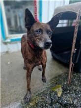 【待認養】混種犬 狗 (女生) - 新北市中和區公立動物之家