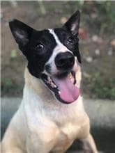 【待認養】混種犬 狗 (男生) - 臺北市動物之家