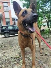 【待認養】混種犬 狗 (男生) - 新竹縣動物保護教育園區