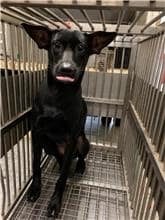 【待認養】混種犬 狗 (女生) - 桃園市動物保護教育園區