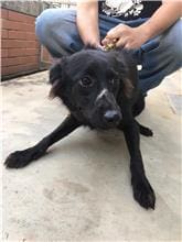 【待認養】混種犬 狗 (女生) - 金門縣動物收容中心