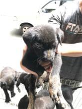 【待認養】混種犬 狗 (男生) - 新竹縣動物保護教育園區