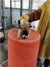 【待認養】混種犬 狗 (女生) - 連江縣流浪犬收容中心