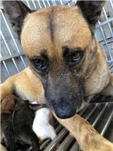 【待認養】混種犬 狗 (女生) - 澎湖縣流浪動物收容中心