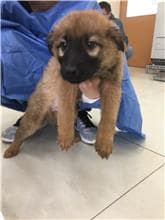 【待認養】混種犬 狗 (男生) - 金門縣動物收容中心