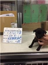 【待認養】混種犬 狗 (女生) - 雲林縣流浪動物收容所