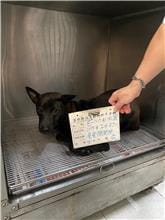 【待認養】混種犬 狗 (男生) - 雲林縣流浪動物收容所